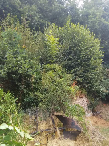 Abattage arbre et nettoyage talus maison à Pontaumur, Combrailles, Teragancia Paysage