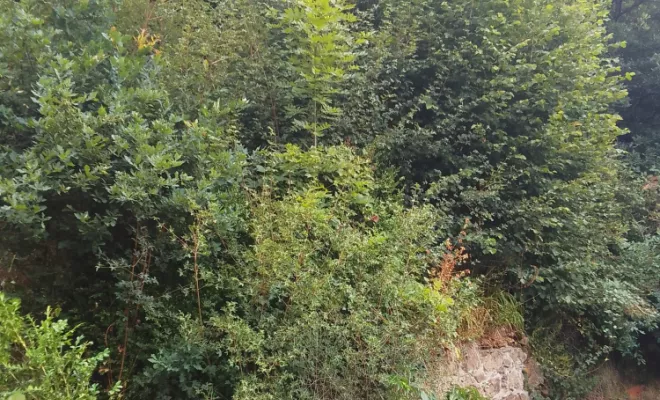 Abattage arbre et nettoyage talus maison à Pontaumur, Combrailles, Teragancia Paysage